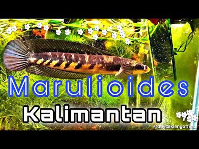 Channa Marulioides Kalimantan - Cách mình nuôi lóc vẩy rồng lên vẩy nhanh và trổ màu tốt.