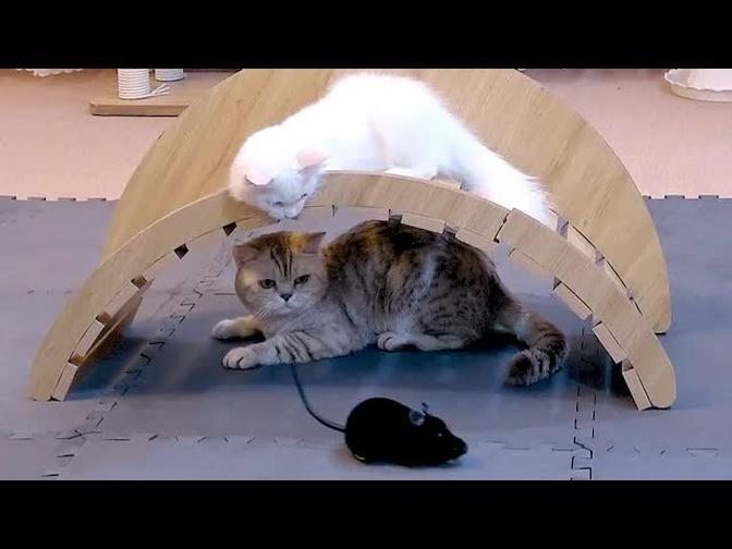 Cat meets mouse - Cat challenge - Funny Cats