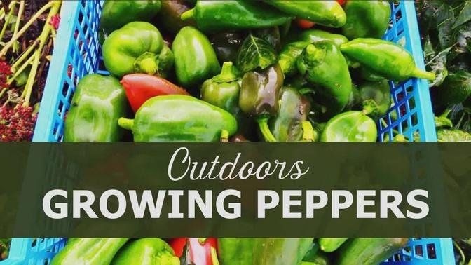 Growing peppers outdoors