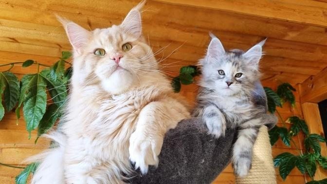 Huge Maine Coon and Small Kitten Are the Best of Friends!