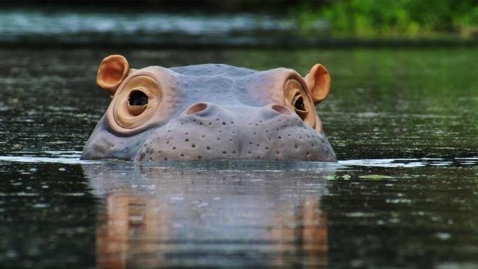 The Beauty Regime Of Hippos Spy In The Wild Bbc Earth