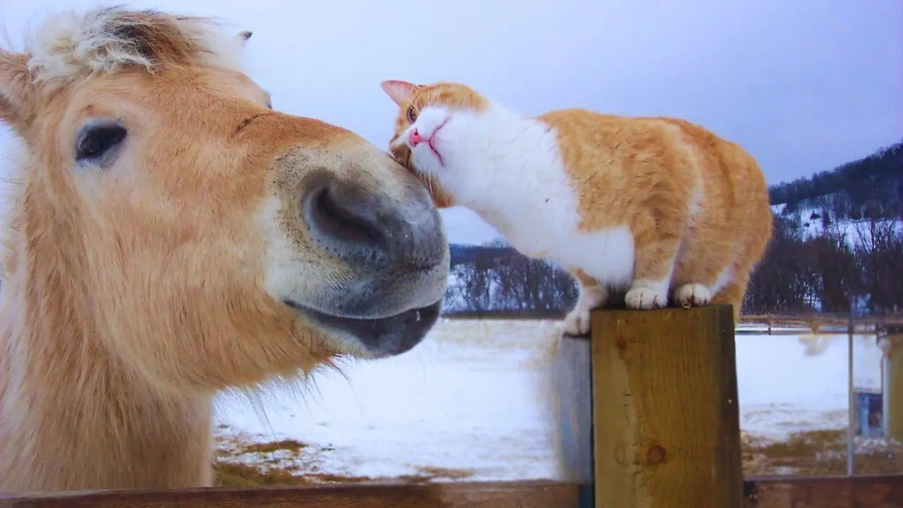 CATS and ANIMALS Awesome Friendship
