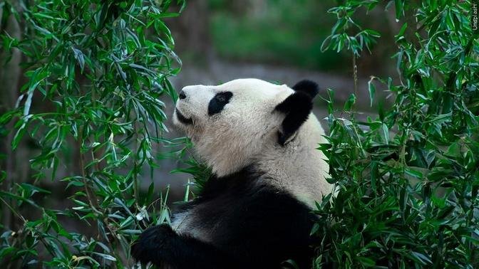 Pandas at Zoo Atlanta Expected to Leave for China in Fall ’24