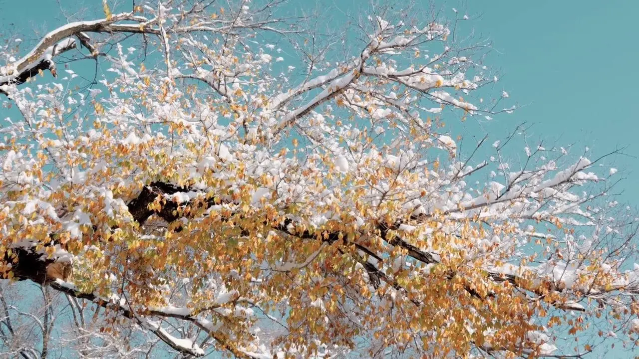 冬季樹掛落葉落雪黃白相間 #winterbeauty