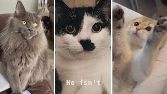 Viral CATS on the internet! 🐱 Cats Being Adorable Compilation 🥰