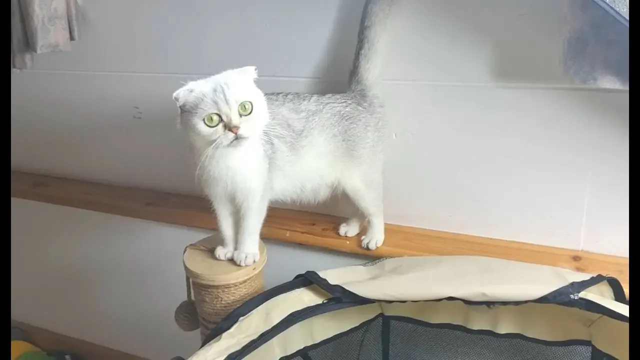 Все дела по дому кошка сделала, убрала, постирала, покушала, теперь можно котят кормить