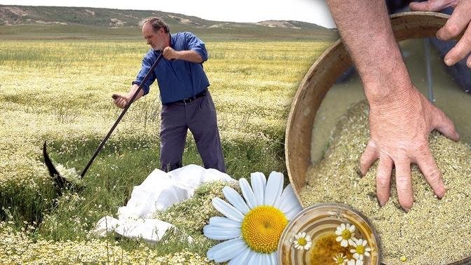 Select CHAMOMILE. Collection and drying of this plant for consumption | Documentary film
