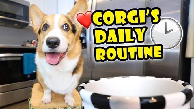 Sharing My Corgis Daily Routine — What Its Like Life After College