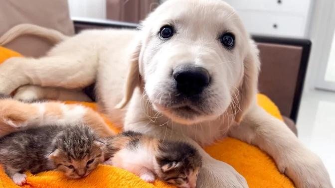 Golden Retriever Puppy Confused by Baby Kittens