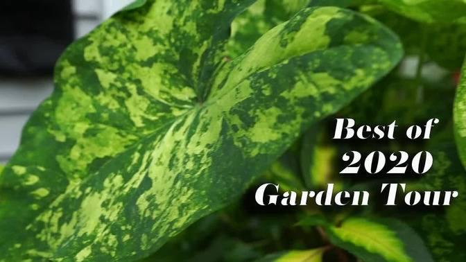 The 2020 Garden Tour || Best Plants & Changes