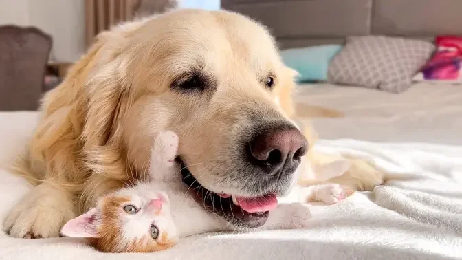 Golden Retriever and Tiny Kitten are Cutest Friends!