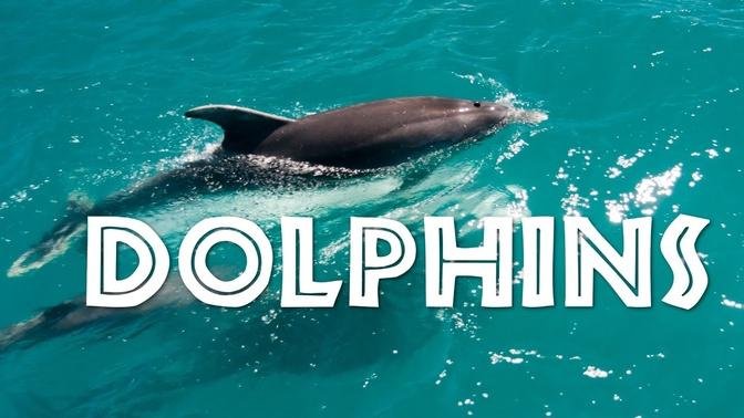 All About Dolphins for Kids- Dolphins for Children - FreeSchool