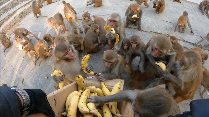 feeding a group of monkeys two crates of bananas | feeding banana to wild monkey | monkey eat banana