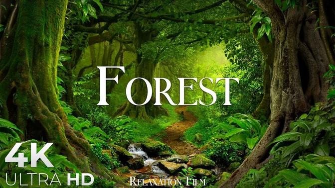 Forest 4K Nature Relaxation Film   Relaxing Music   Nature Sounds of Jungle, Rainforest
