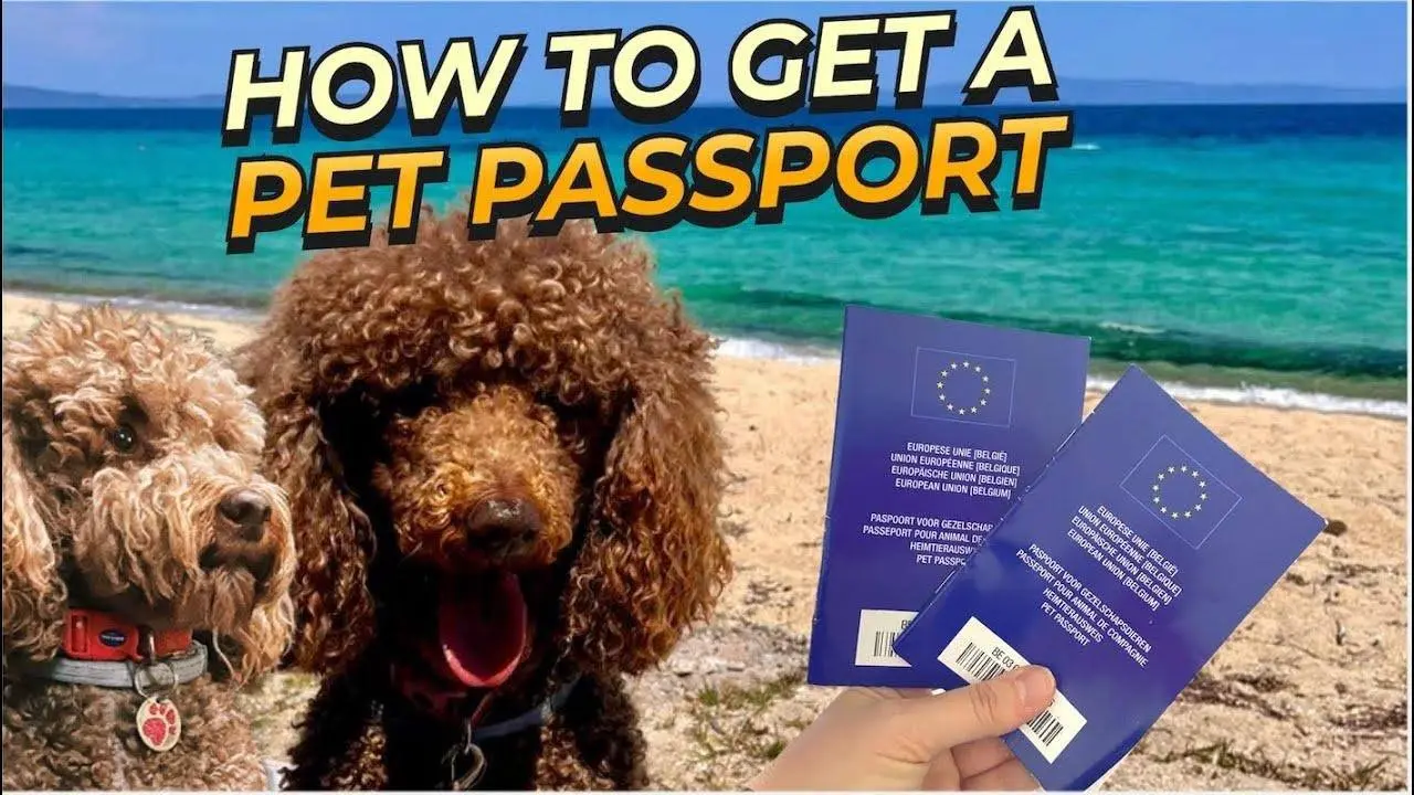 GET A PET PASSPORT - I show you how