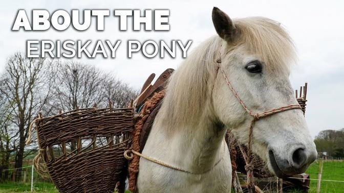 About the Eriskay Pony