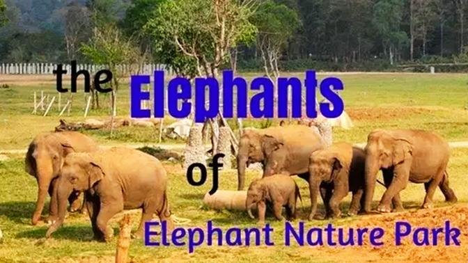 The Elephants of Elephant Nature Park