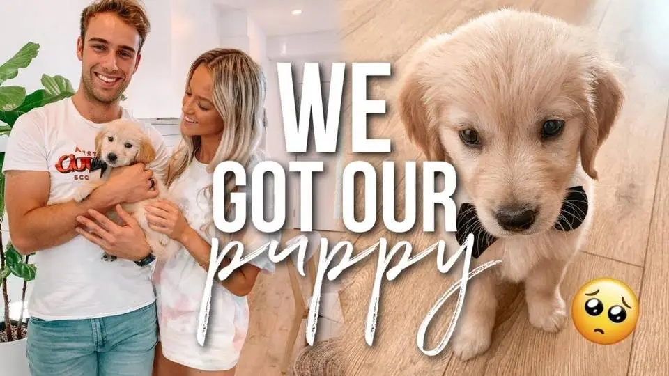 PICKING UP OUR GOLDEN RETRIEVER PUPPY! First 24 hours
