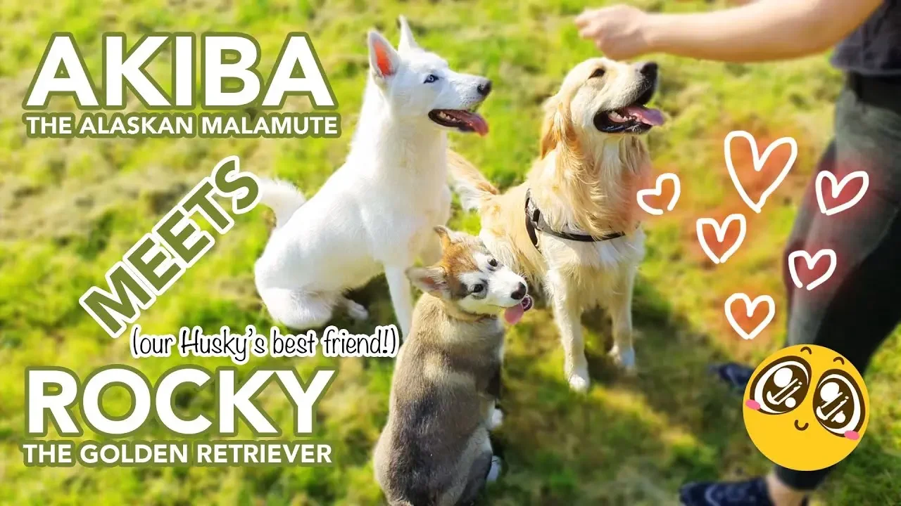 HUSKY PUPPY'S FIRST WALK OUTSIDE!...MALAMUTE MEETS GOLDEN RETRIEVER [CUTEST THING EVER!!!]