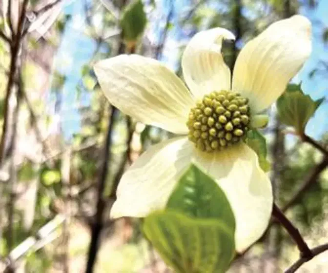 Dogwoods, native to California, are just beginning to bloom at Big Trees State Park. Park staff advise visiting this week and the next to see them put on their flowery show. Jill Bergantz/Calaveras Enterprise