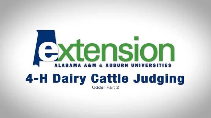 4-H Dairy Cattle Judging: Udder Part 2