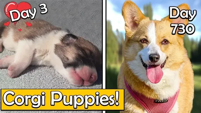 Reasons Why You Should Get A Corgi Puppy (Or Shouldn't)