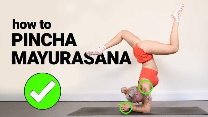 How To Pincha Mayurasana Forearm Stand For Beginners