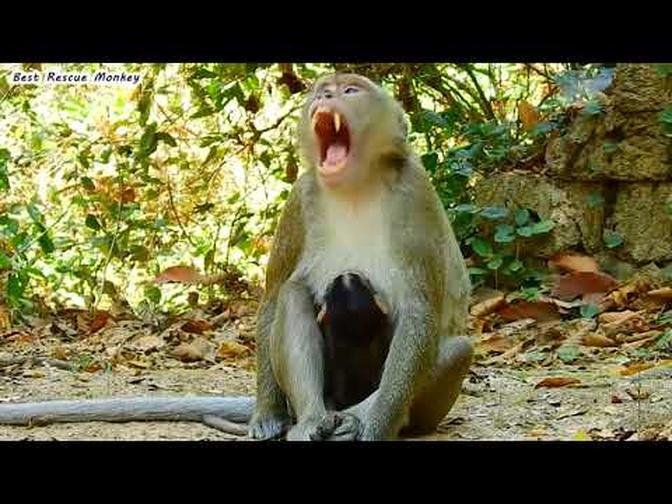 Mother monkey roared when she saw baby monkey being bullied, What a pity for the baby monkey life