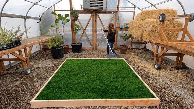 Planting a Lawn in the Greenhouse for the Kids! 🥰🌾💚   Garden Answer