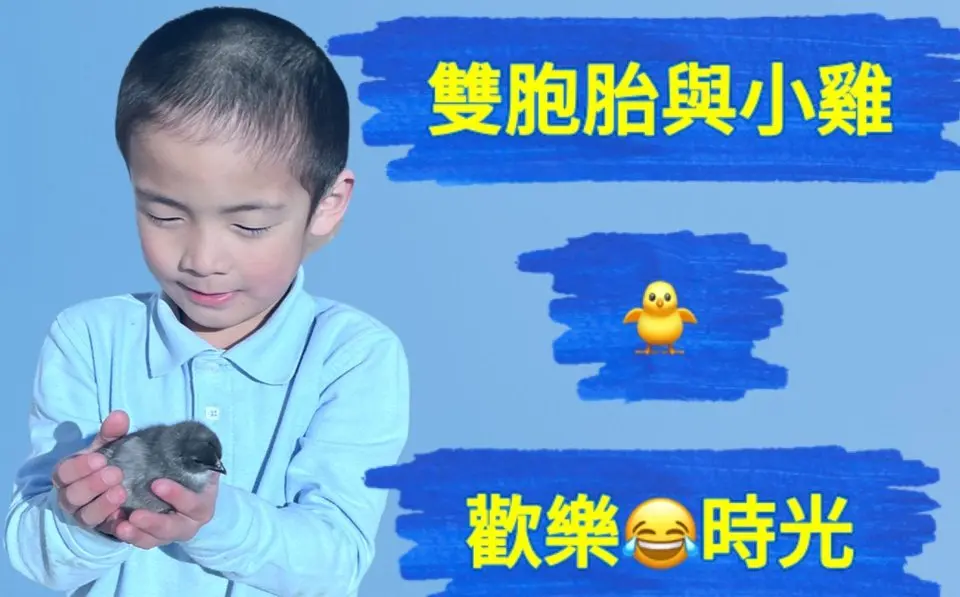 6歲雙胞胎George & William與小雞的歡樂時光