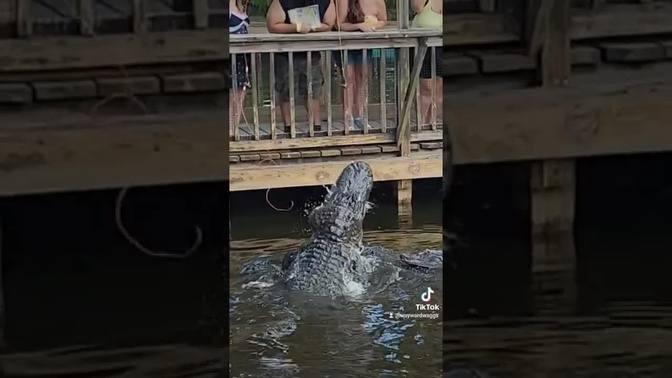 Huge Alligators Jumping To Eat Chickens Shorts Shorts Wayward