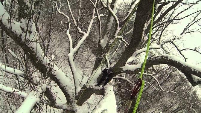 Winter Tree Climb In The Beekeeper