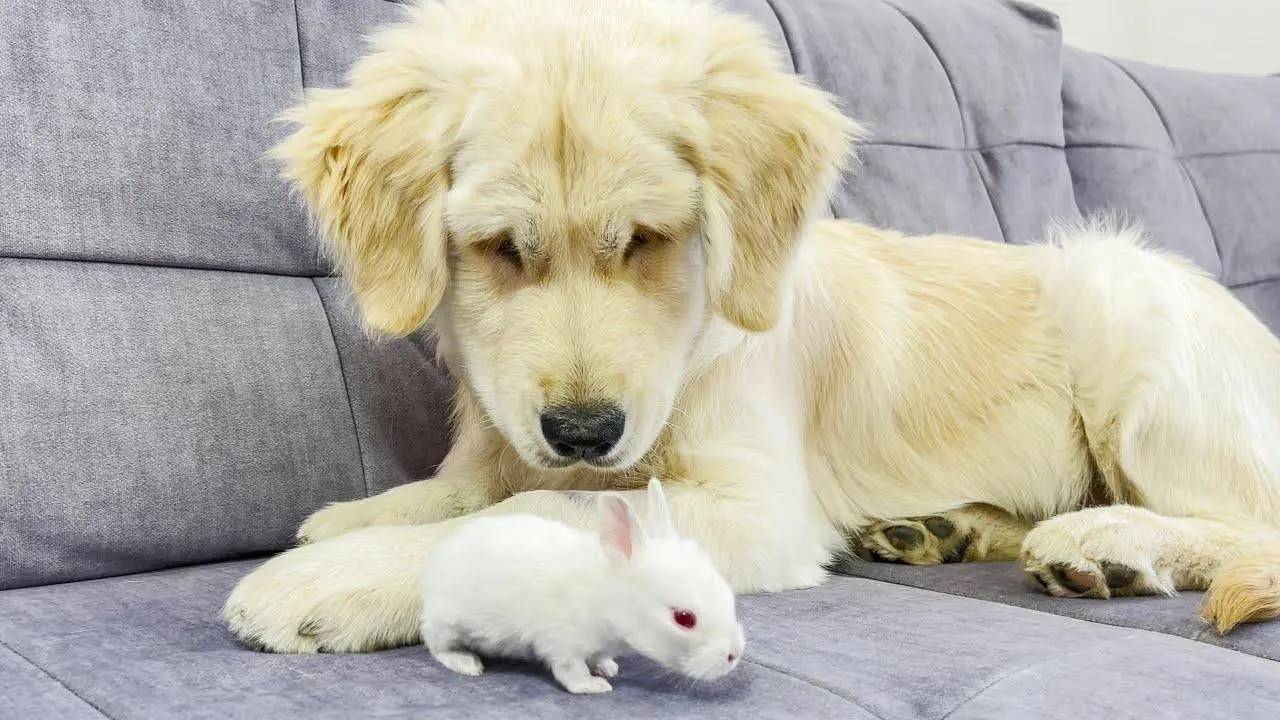 Golden Retriever Puppy Meets Tiny Bunny for the First Time!