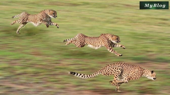 Cheetahs High Speed Hunters Of The Savannah