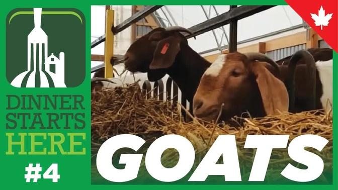 Meet a Meat Goat Farmer! - Farm 4 - Dinner Starts Here