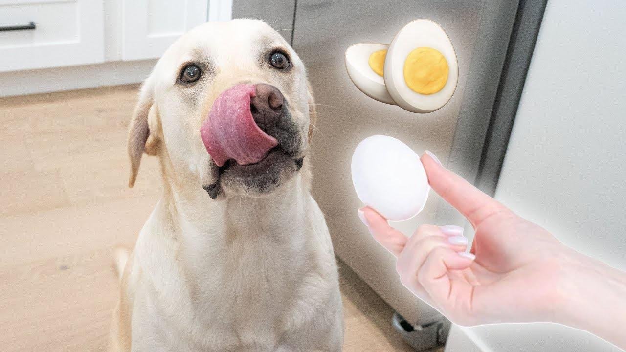 Labrador Tries Hard Boiled Eggs For The First Time!! Videos Scout