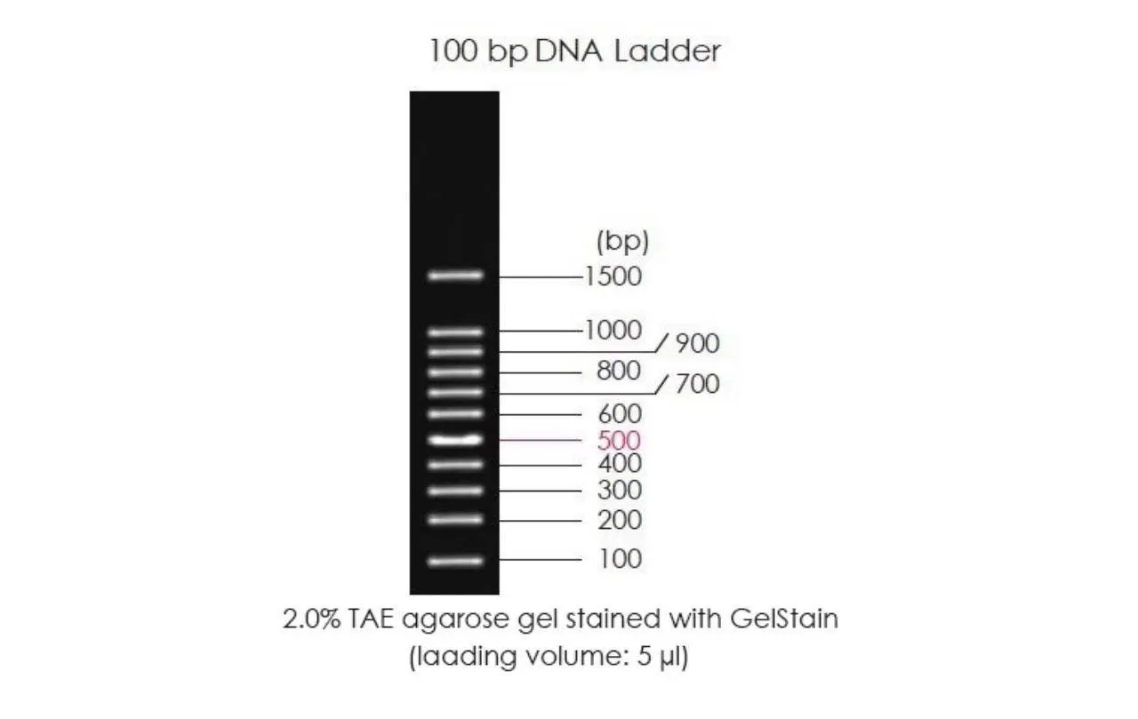 Significance of DNA Ladders, Protein Ladders, and Antibodies in Molecular Biology