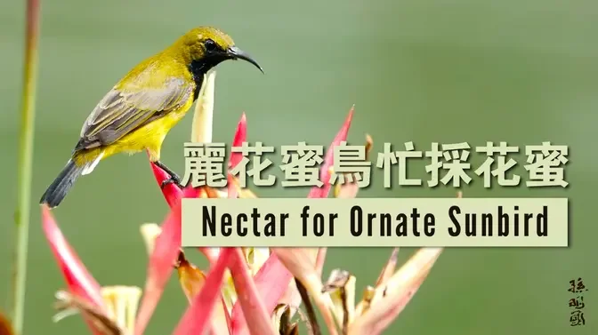 Nectar for Ornate Sunbird