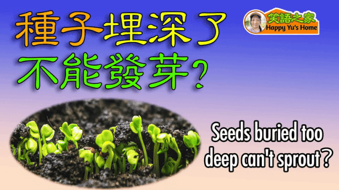 【It is true?】Seeds planted too deep can't sprout 🌱？