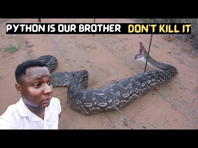 the-town-where-killing-python-is-a-capital-offense