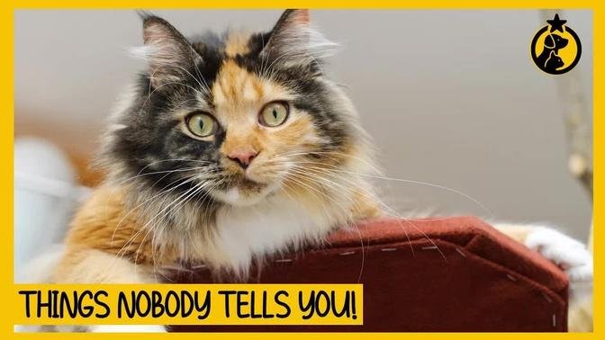 5 Things NOBODY Tells You About Owning a Maine Coon