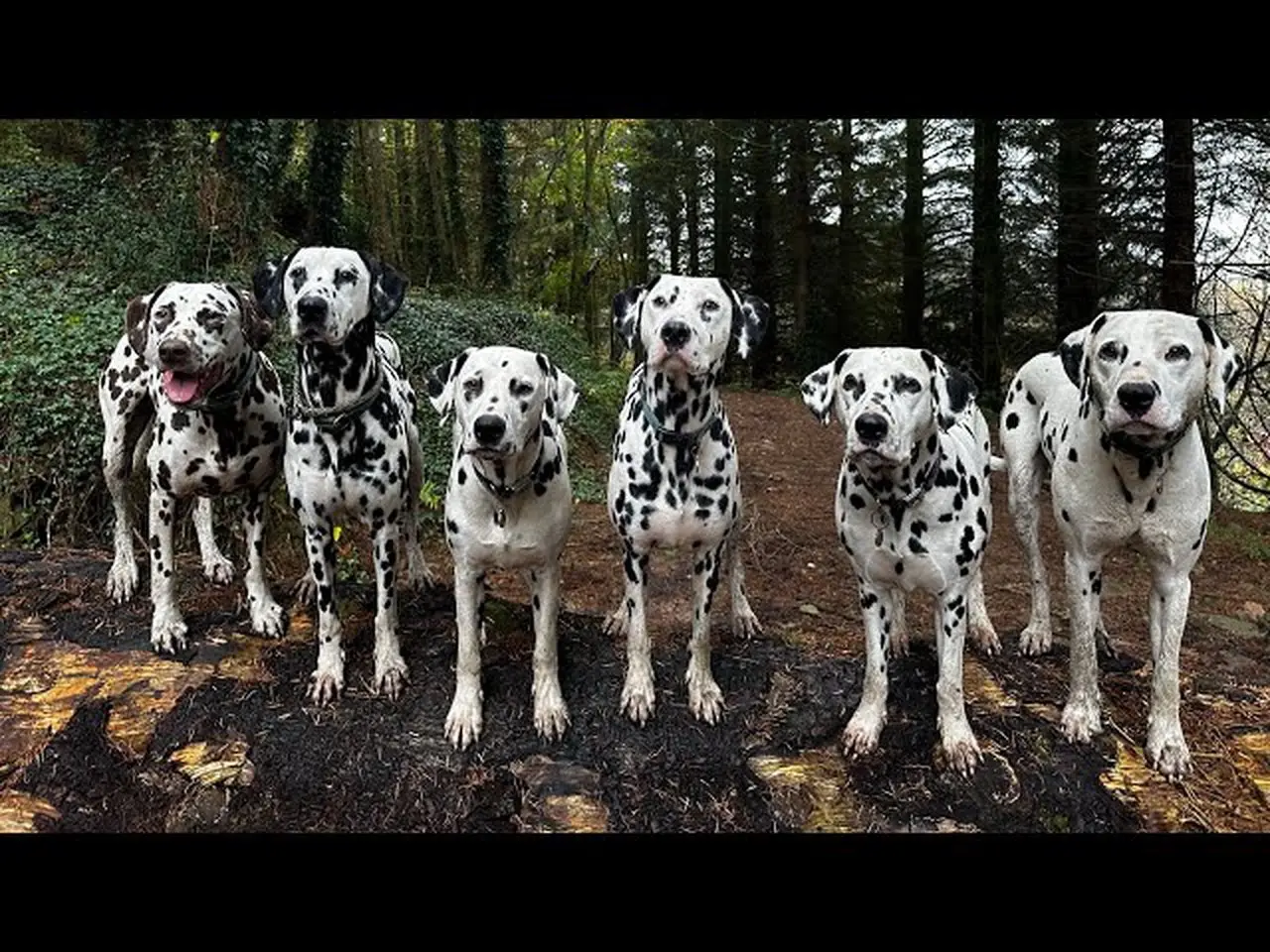 Do we baby our dogs? #dalmatian #dog #GJWPets