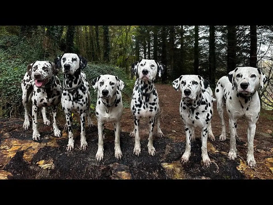 Do we baby our dogs? #dalmatian #dog #GJWPets