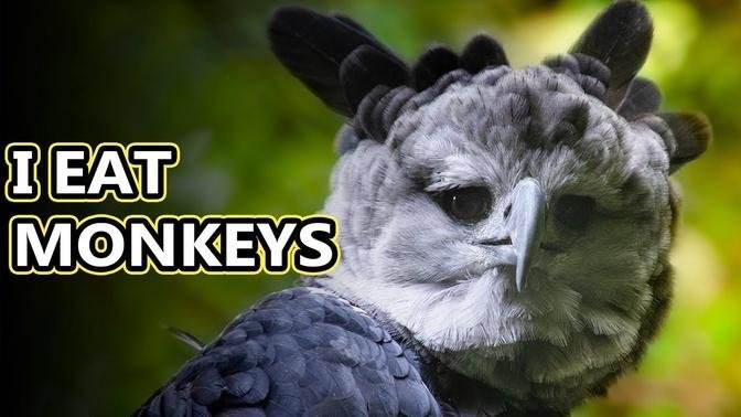 Harpy Eagle facts: big burbs | Animal Fact Files