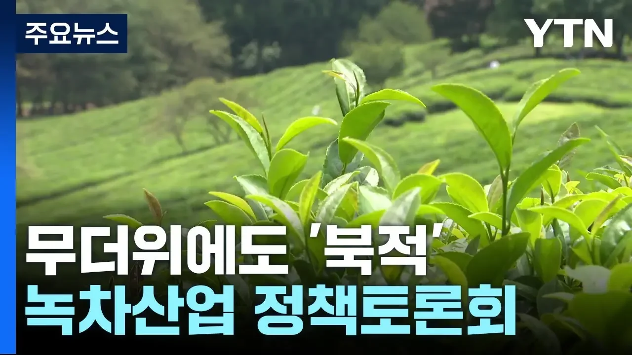 무더위에도 녹차밭은 '북적'...녹차산업 정책토론회 / YTN