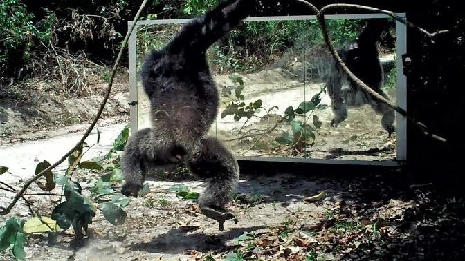 Vine or branch in hand, gorillas and chimps are emboldened to attack their reflection in a mirror.