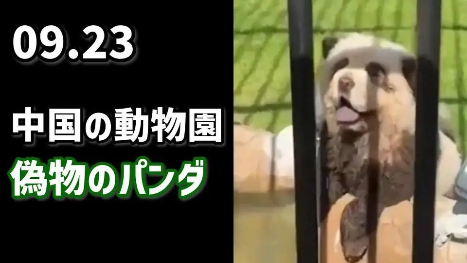 中国の動物園、偽物のパンダ
