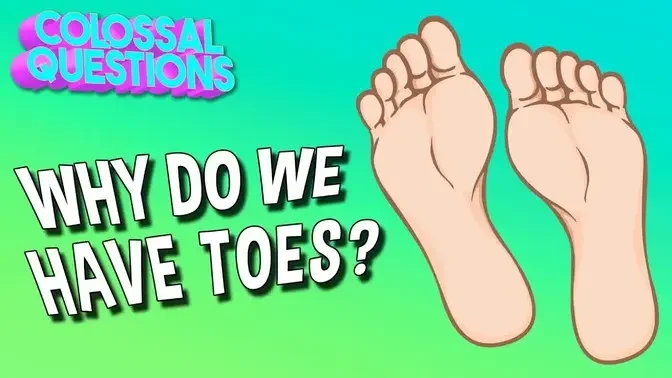 Why Do We Have Toes? | COLOSSAL QUESTIONS