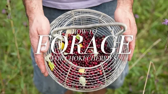 Foraging for Wild Chokecherries with Chef Shawn Adler