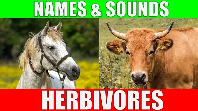 HERBIVOROUS ANIMALS Names and Sounds | Learn Herbivore Animals